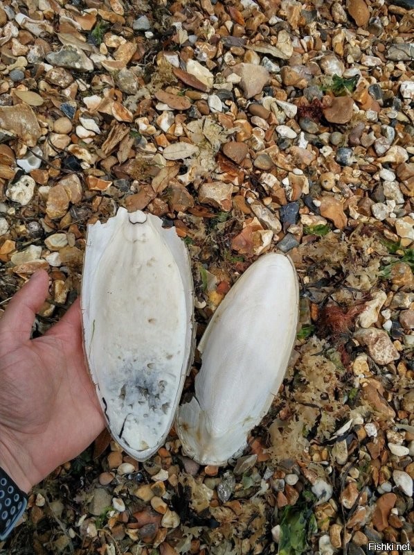 Кто нибудь знает, что это такое? Был на море около Southampton и увидел это на берегу. По ощущениям как будто мягкий пластик.
