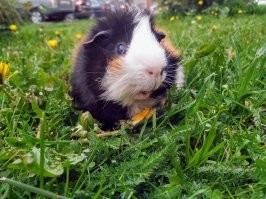 Моя свинка негодуэ!