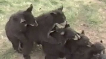 Ниже такая гифка есть.