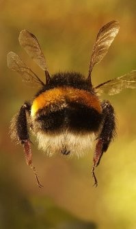 А ещё можно смотреть на шмеля. Вид сзади. Струсил, улетает.)