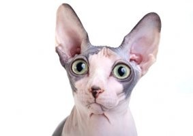 Прикольные и смешные картинки