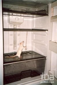 Вот так идеальные домохозяйки наводят порядок в холодильнике!