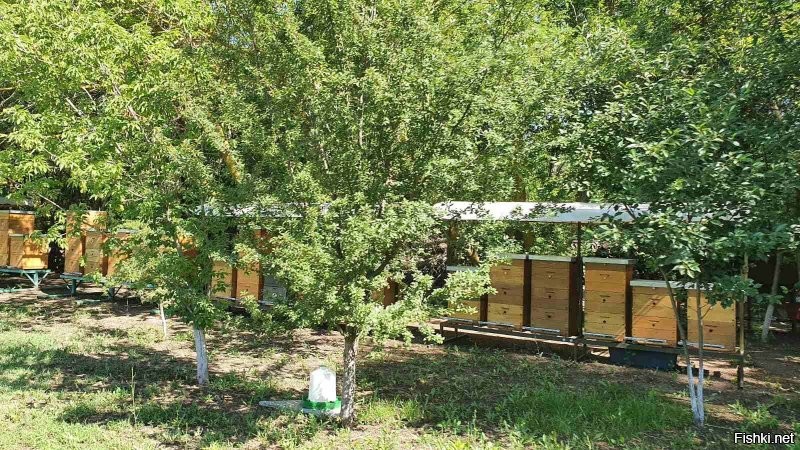 с пасеки