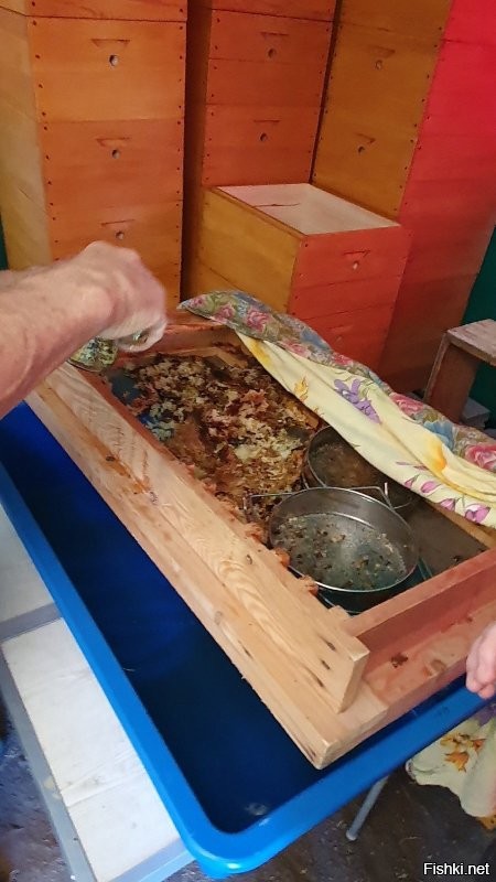 с пасеки