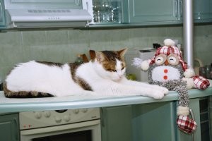 Наши кошки полностью домашние - на улицу не хотят. Когда выносили их погулять на поводке, то просились на руки и прижимались к земле. 

Одна котя, правда, в период полового созревания искала способ убежать при малейшем открывании двери. Убежала, нашли, вернули. Но своих попыток котя не прекратила. Уехали мы на две недели, мама приходила усатых кормить - и вот эта резвая коша просочилась на улицу. 

День, второй прошёл - коша не вернулась. Мама звонит, переживает - нету вашей Лаки, только какая-то облезлая всё у подъезда крутится и в дом просится. Мы попереживали, ну да ладно - что поделаешь. Возвращаемся из поездки рано утром - в часа 4 утра, вокруг тишина. Открываю окно, звоню маме, разговариваю и тут слышу тихое мяуканье под окном - услышала наша блудная жопа голос в тишине. Пошли, забрали, принесли домой - худющая, лапа кровит. Помыли, поела и спать завалилась - спала два дня. Боялись, что окочурится - ничего, пришла в себя. А потом мама сказала, что это она у подъезда и крутилась, только мама её не узнала, т.к. кошка совсем чумазая была. 

Уж не знаю, чего она за эти две недели на улице натерпелась, но больше за 10 лет к двери вообще никогда не подходила. А когда к ветеринару везём и на улицу выносим в переноске, то орёт за себя и за того брата.  

На фото: наша беглянка Лаки