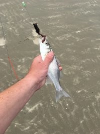 Я вчера поехал на море , погодка вроде бы хорошая дети даже искупались . Поставил удочку , удача первая поклёвка и сразу сибас не большой и вот буквально через 5 минут начался сильный шторм хотя по прогнозу его не должно было быть .