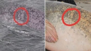 Уникальный узор на спине животного на фото туриста в двух местах повторяет пятна на теле большого сома, пойманного рыбаком в Италии   о добыче мужчины ещё в 2018 году рассказали несколько СМИ.
Тот факт, что в природе могли появиться два создания с практически идентичным окрасом, люди сочли маловероятным и решили: Шалисс лукавит.