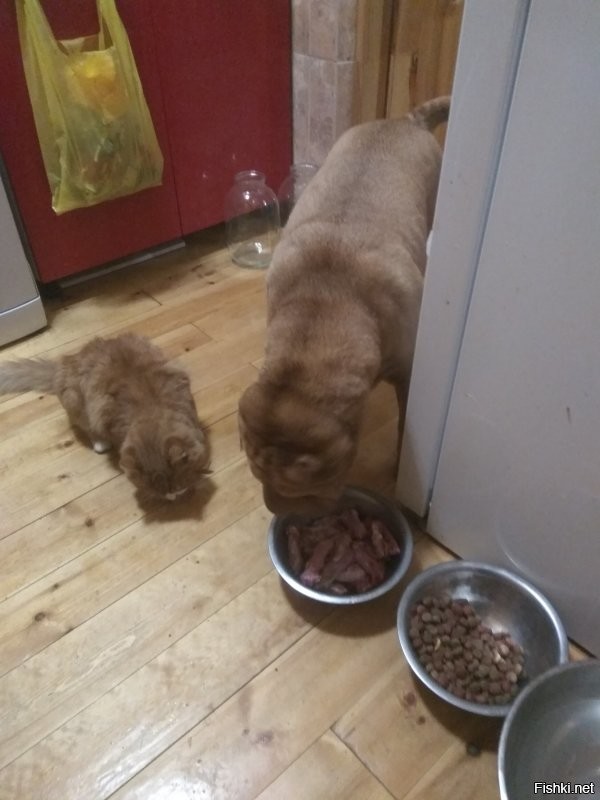 Вовово, а теперь картина маслом, как плотная крепкая такая шарпейка, на пару со старой домашней кошкой дружно выносят противомоскитную дверь плечами, потому что где-то там малыша обижают и он очень характерно варнякает.
А потом честно жрут все из одной миски