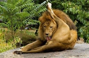 Облицовка дома своими руками