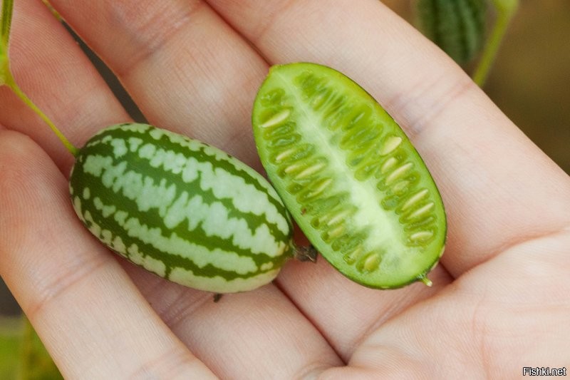 Эти симпатичные маленькие фрукты называются "арбузными огурцами"
