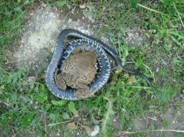 Бройлерина разбушевалась