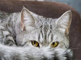 Простите, что было сказано?