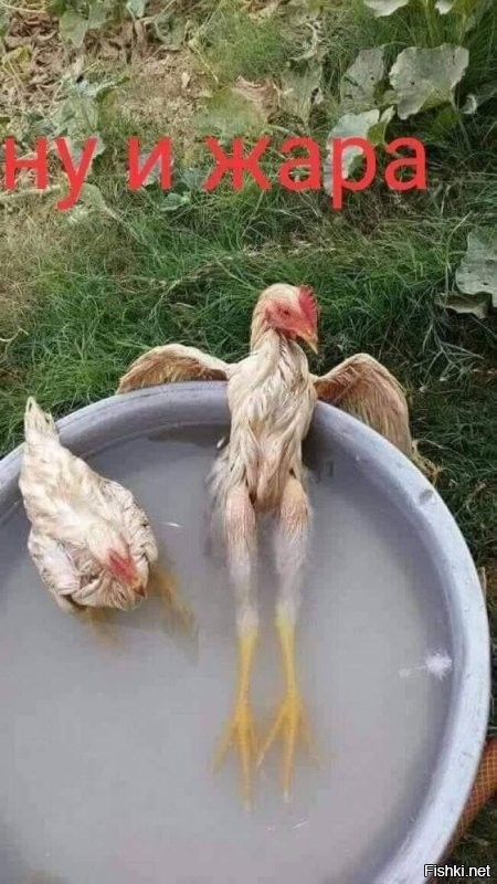 жара