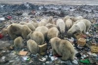 Картинки с надписями