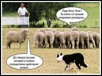 Собака пытается съесть проезжающие мимо машины