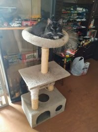 Мой Бурчик. Тоже из приюта. Милейший, очень чистоплотный и умный кот оказался.