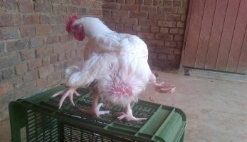 не, там только мутанты