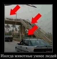 Смешные картинки