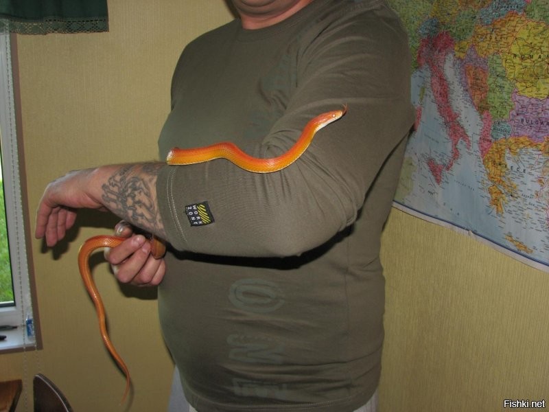 Читал, что пытались одомашнить ужа.
Поймав молодого на природе.
Стресс, долгий отказ от пищи, паника при любом движении извне. Был отпущен обратно.
А полозы очень дружелюбны. Раньше было 2.
Оранжевый умер пару лет назад 
Почему не знаю.