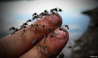 Обожаю лето!
На комаров не реагирую.