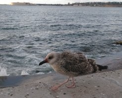 чайки любую живность сожрут. У нас народ зимой уток, чаек хлебом на набережной подкармливает. Чайка что-то с голубем не поделили. Заклевали и сожрали голубя.
Во одна из злоумышленников.