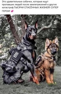 Вроде не по теме, но захотелось запостить. В знак уважения к этом великолепным  героям - собакам !