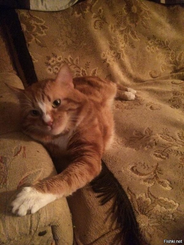 Ну оооочень похож на моего кота