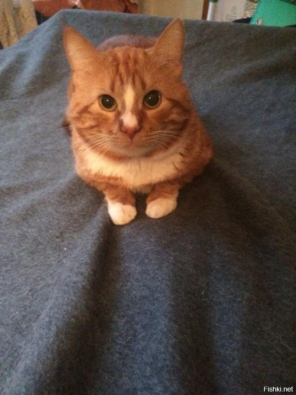 Ну оооочень похож на моего кота