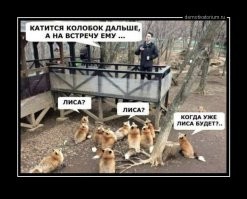 Вы когда-нибудь слышали смех лисицы? Это ужасно заразительно!
