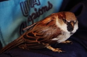 мой трехлетний воробей...