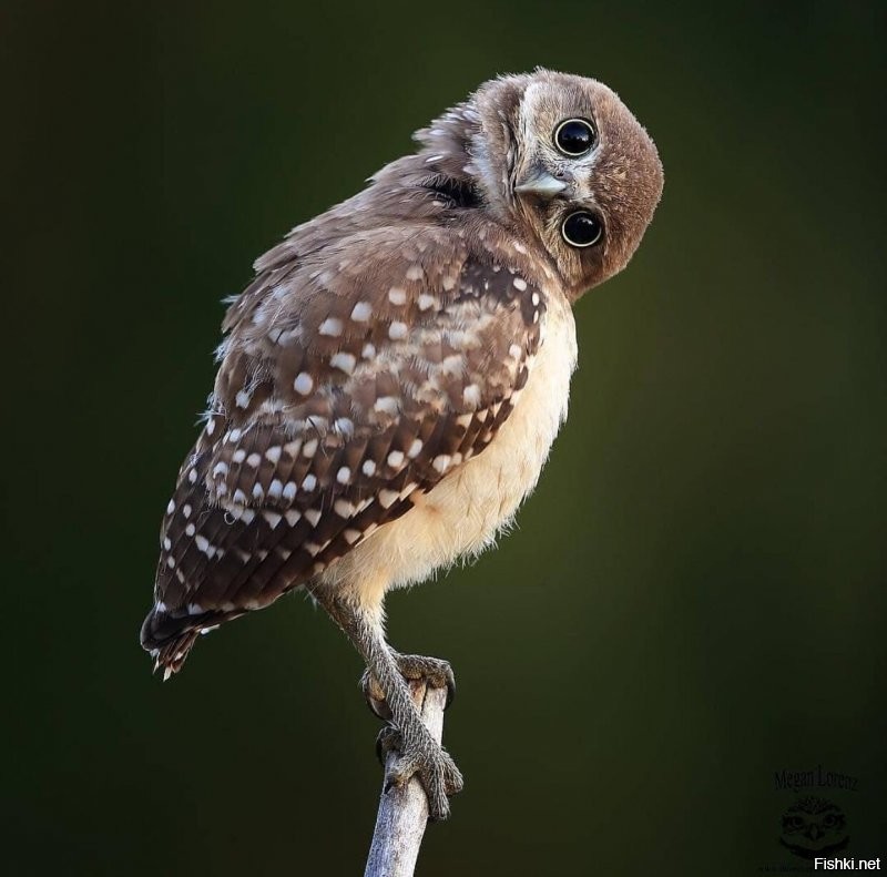 Солянка от 01.07.2020