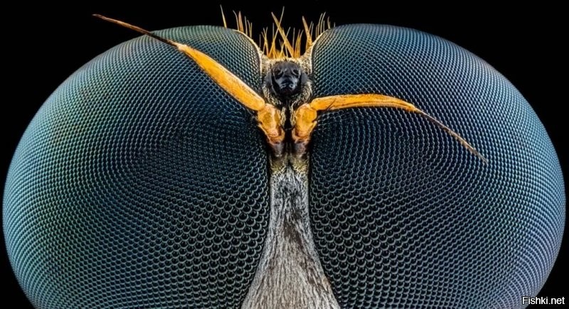 Портрет муравья