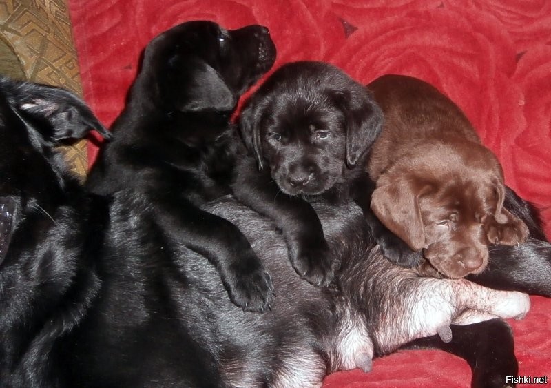 2 июля – Всемирный день собак