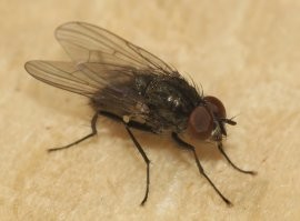 О, нет! Стасяна зачем выгнали? Где он теперь жить будет?
Люди добрые, если встретите Стасика, приютите его, обогрейте, накормите!