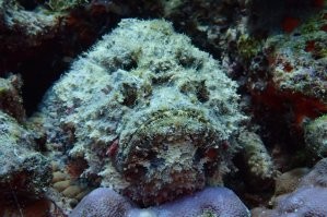 Рыба-камень тебя первая заметит и уплывет. Они мастера маскировки. Блестят только глаза. Не реагирую на свет фонаря и вспышки. Видела однажды как рыба переместилась на другое место и моментально поменяла  окрас.