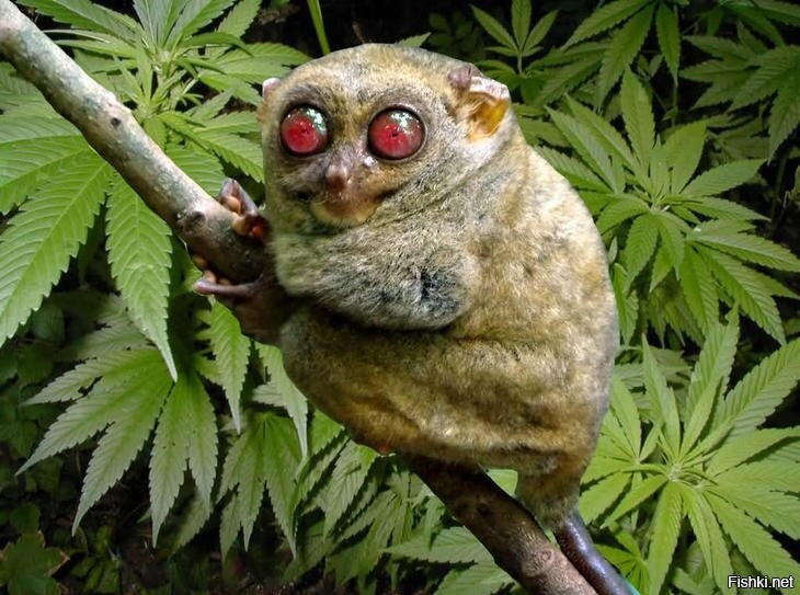 Солянка от 01.07.2020