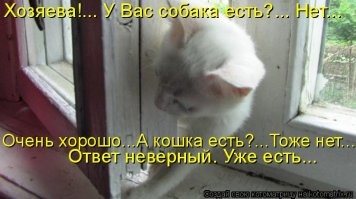 "Это не моя кошка!": 40 случаев, когда коты забрели в дом к людям и решили остаться