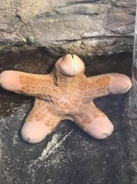 Так вот ты какой многочлен.