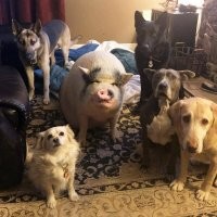 Крестный хрютец))))))