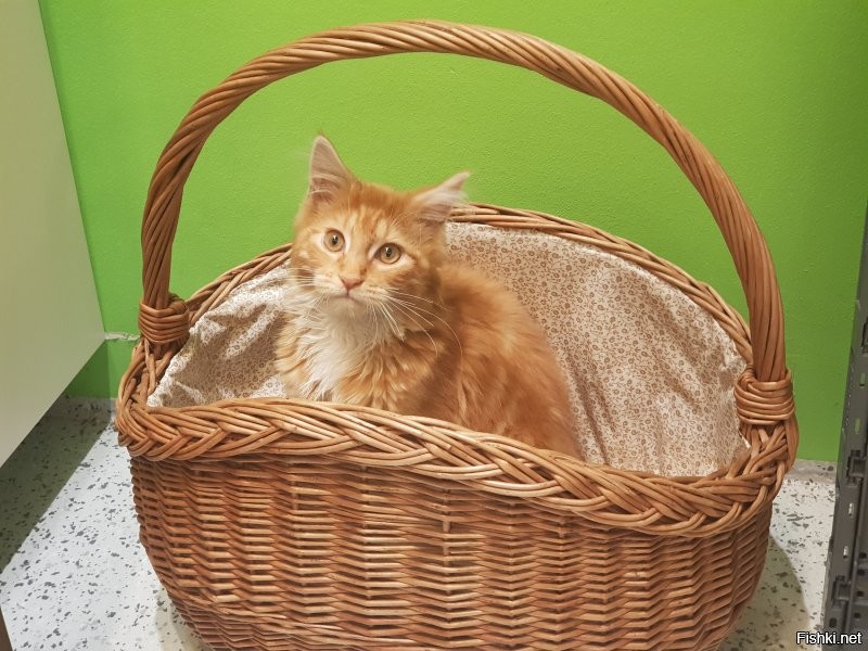 Солянка от 03.07.2020