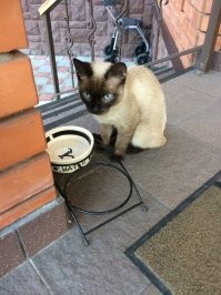 В прошлом году умерла моя собака, ей было 16 лет. Очень тяжело до сих пор. Не хочу заводить домашних животных. К тому же у родственника аллергия на кошачью шерсть. Но постоянно приходят коты, на фото уже третий по счету за год. Осенью пришли 2 кота, один был совсем маленький, больной и умирал. Выходили, вылечили, удалось пристроить в хорошие руки обоих. Никому сиамец не нужен? Похоже породистый, залома на хвосте не нахожу. Ласковый, к лотку приучен. Ветеринары говорят 2-летка. МО, Юго-Восток.