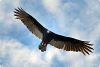 Раньше увлекался хищными птичками и тут стало интересно, что это за птица, ведь такую рыбу в основном позволяет себе скопа, а тут явно гриф или кондор, которые питаются падалью.

Больше всего похож на Андского кондора, по белым перьям на затылке, но тот обитает в южной Америке. 


Но оказалось, что скорее всего это "Турция Гриф" или "Гриф индейка", с лысиной на башке. 
Этот водится в тех краях и однажды был замечен за поеданием рыбы. Охота на рыбу для него, это крайняя мера, если уж совсем еды нету.
В общем, кто-то заснял редчайшие кадры, орнитологи будут удовлетворены.