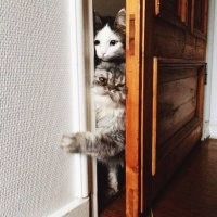 "Это не моя кошка!": 40 случаев, когда коты забрели в дом к людям и решили остаться