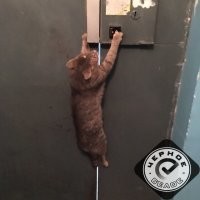 "Это не моя кошка!": 40 случаев, когда коты забрели в дом к людям и решили остаться