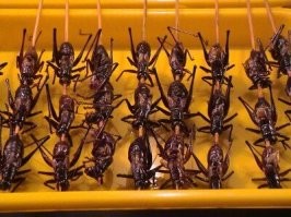 Китаёзов туды, он всё схавают!