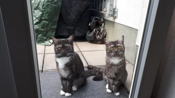 Соседские кошки. Приходят в гости по утрам.