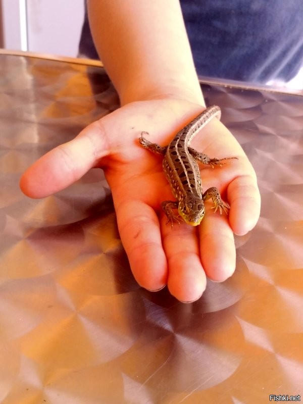 В самый раз, эти были пойманы в Кирилловке, на Азовском море