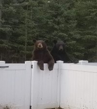 Тёть Маш, а Серёга выйдет?