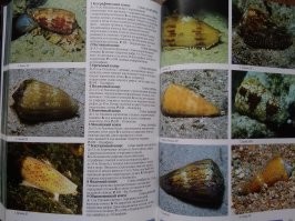 Заглянул в справочник по морским гадам: