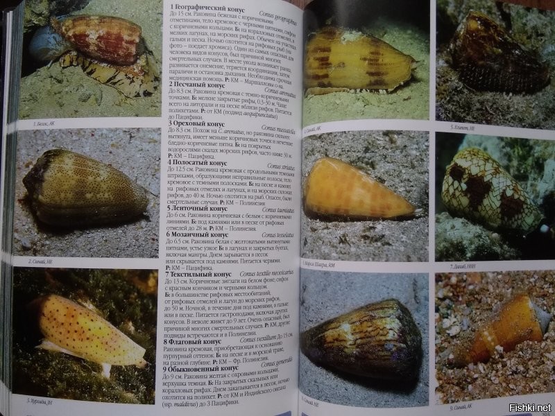 Заглянул в справочник по морским гадам: